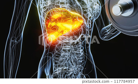 Anatomy of a X-ray woman doing Biceps Curls 117784957