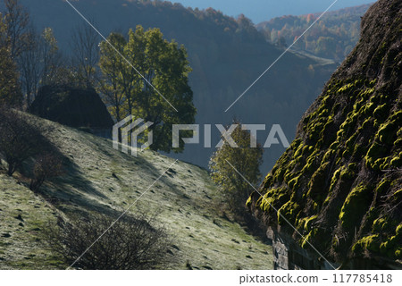 Green moss on a thatched roof 117785418
