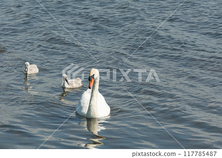 Wildlife. A swan with chicks swims on the surface of the water Wildlife. A swan with chicks swims on the surface of the water 117785487