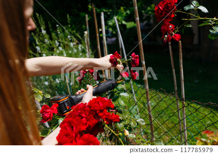 close-up view of woman cutting the red rose bush in the garden close-up view of woman cutting the red rose bush in the garden 117785979