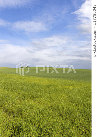 beautiful green wheat sprouts in sunny weather beautiful green wheat sprouts in sunny weather 117786045