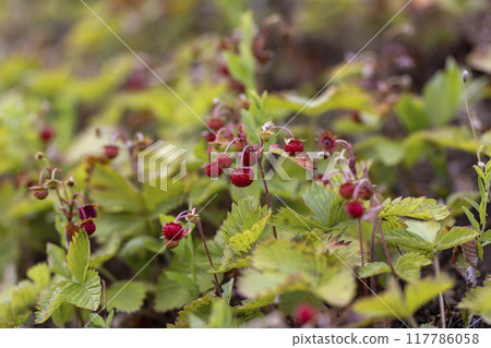 small wild strawberries in cloudy weather 117786058
