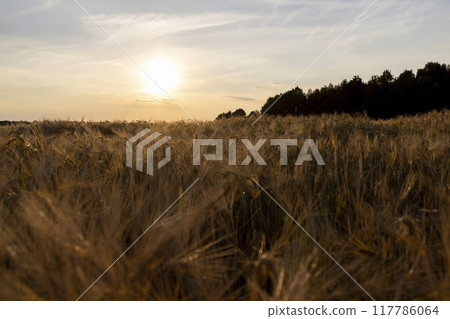 the yellow sun at sunset in a field with a harvest of rye cereals 117786064