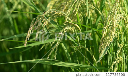 Rice (rice cultivation) image 117786300