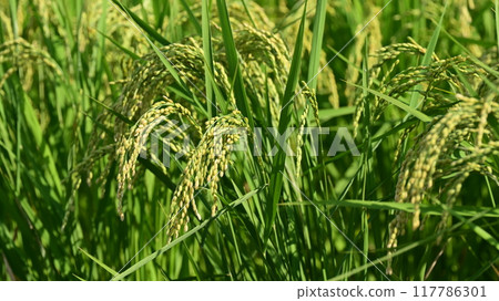 Rice (rice cultivation) image 117786301