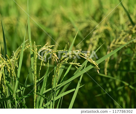 Rice (rice cultivation) image Rice (rice cultivation) image 117786302