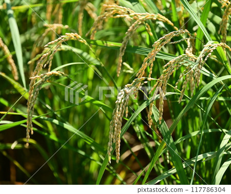 水稻(水稻種植)圖像 水稻(水稻種植)圖像 117786304
