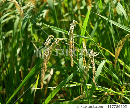 Rice (rice cultivation) image 117786305
