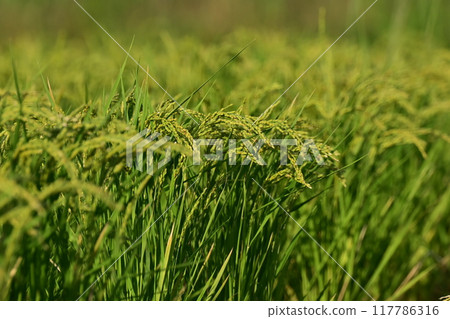 Rice (rice cultivation) image Rice (rice cultivation) image 117786316