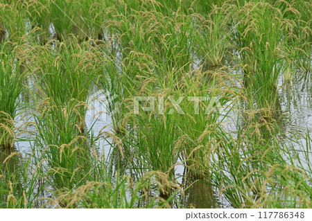 水稻（水稻種植）圖像 117786348