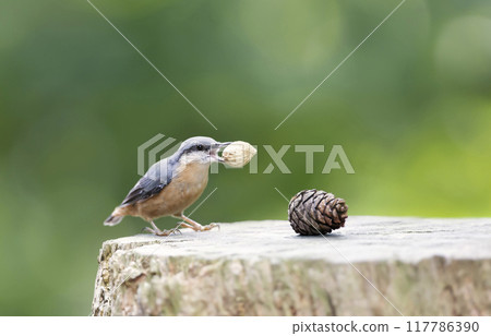 Eurasian nuthatch eating a nut on a tree stump 117786390
