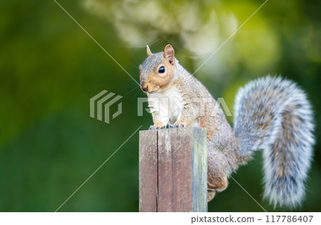 Portrait of a cute grey squirrel standing on a garden fence post 117786407