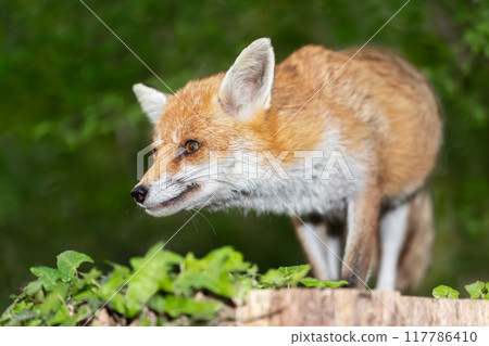 Portrait of a red fox standing on a tree in a forest 117786410