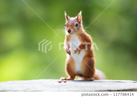 Portrait of a cute playful red squirrel standing on a tree stump 117786414