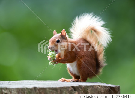 Portrait of a cute red squirrel eating green hazelnuts on a tree stump 117786415