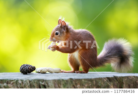 Portrait of a cute red squirrel eating peanuts on a tree stump Portrait of a cute red squirrel eating peanuts on a tree stump 117786416