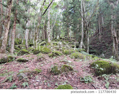 五星級主頁 117786430