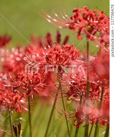 Red spider lily (Lycoris radiata) Red spider lily (Lycoris radiata) 117786478