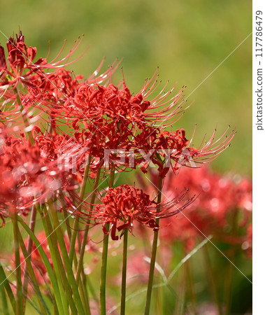 Red spider lily (Lycoris radiata) Red spider lily (Lycoris radiata) 117786479