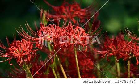 Red spider lily (Lycoris radiata) Red spider lily (Lycoris radiata) 117786484