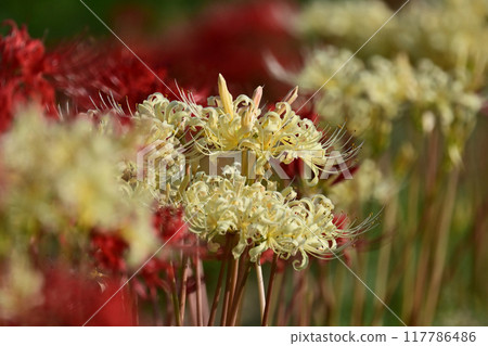 Red spider lily (Lycoris radiata) 117786486