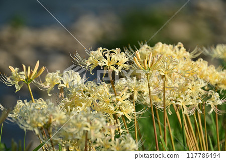 Red spider lily (Lycoris radiata) Red spider lily (Lycoris radiata) 117786494