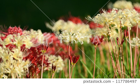 Red spider lily (Lycoris radiata) Red spider lily (Lycoris radiata) 117786497