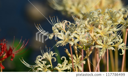 Red spider lily (Lycoris radiata) Red spider lily (Lycoris radiata) 117786499