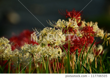 Red spider lily (Lycoris radiata) Red spider lily (Lycoris radiata) 117786505