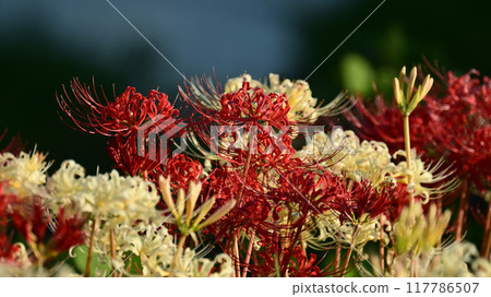 Red spider lily (Lycoris radiata) 117786507