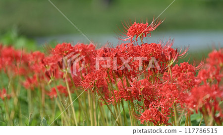 Red spider lily (Lycoris radiata) Red spider lily (Lycoris radiata) 117786515