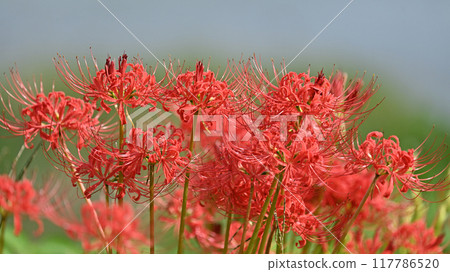 Red spider lily (Lycoris radiata) Red spider lily (Lycoris radiata) 117786520