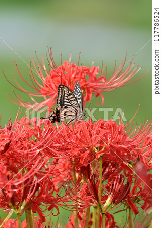 Red spider lily (Lycoris radiata) Red spider lily (Lycoris radiata) 117786524