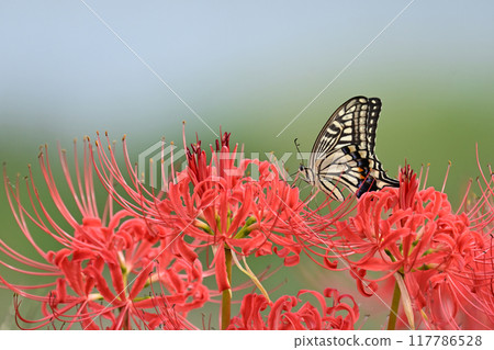 Red spider lily (Lycoris radiata) Red spider lily (Lycoris radiata) 117786528