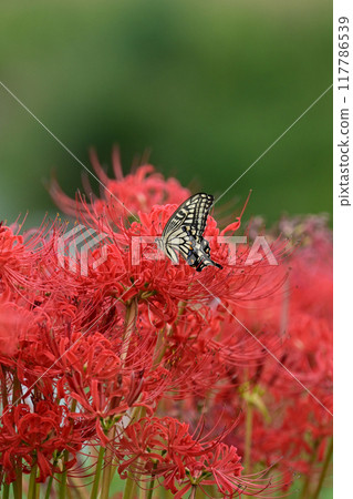 Red spider lily (Lycoris radiata) Red spider lily (Lycoris radiata) 117786539