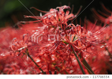 Red spider lily (Lycoris radiata) Red spider lily (Lycoris radiata) 117786554