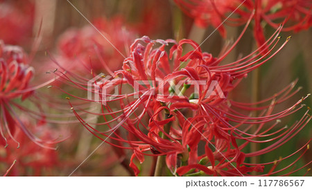Red spider lily (Lycoris radiata) 117786567