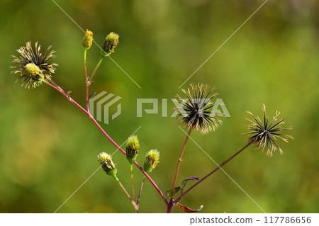 Bidens / Sticky Bugs (genus Bidens) 117786656