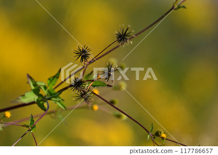 Bidens / Sticky Bugs (genus Bidens) Bidens / Sticky Bugs (genus Bidens) 117786657