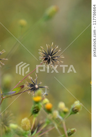 Bidens / Sticky Bugs (genus Bidens) Bidens / Sticky Bugs (genus Bidens) 117786664
