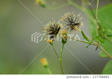 Bidens / Sticky Bugs (genus Bidens) Bidens / Sticky Bugs (genus Bidens) 117786665