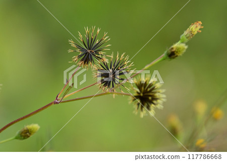 鬼針草屬 鬼針草屬 117786668