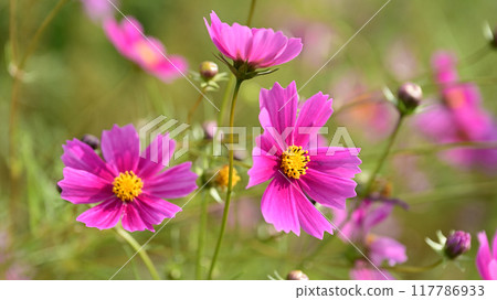 Cosmos: Cosmos: 117786933
