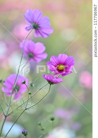 Cosmos: Cosmos: 117786967