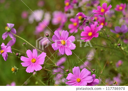 Cosmos: Cosmos: 117786978