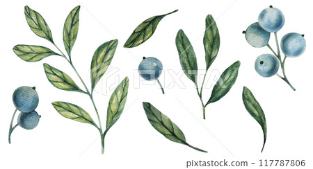 Watercolor blueberry branches, botanical illustration featuring green leaves and berries. Ideal for natural designs, organic products, or decor. Soft, detailed, and realistic artwork. 117787806