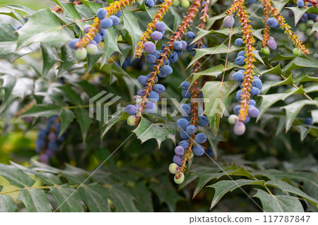 Mahonia aquifolium plant with blue fruits, ornamental evergreen plant 117787847