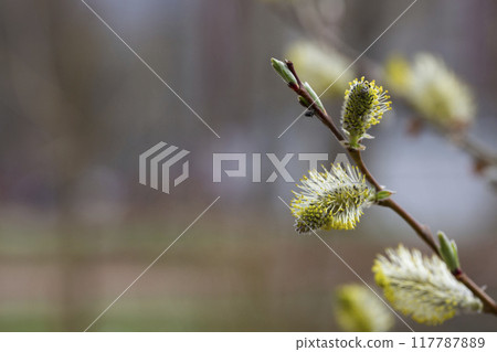 Yellow catkins Salix caprea blooming in spring Yellow catkins Salix caprea blooming in spring 117787889