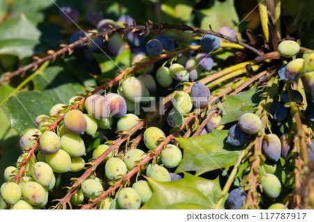 Mahonia aquifolium plant with blue fruits, ornamental evergreen plant Mahonia aquifolium plant with blue fruits, ornamental evergreen plant 117787917