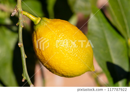 One ripe lemon hanging on a tree in the garden in autumn 117787922